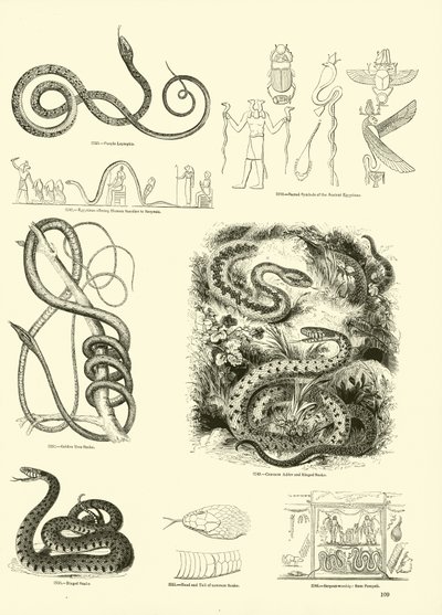 Page du Musée Pictural de la Nature Animée - English School