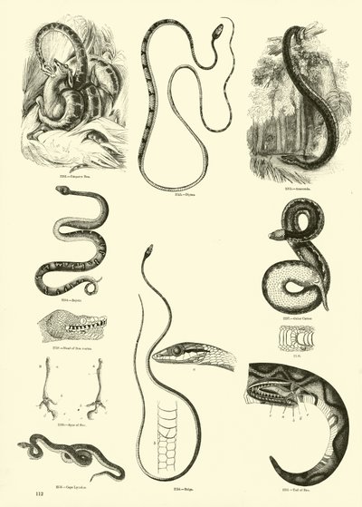 Page du Musée Pictural de la Nature Animée - English School