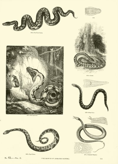 Page du Musée Pictural de la Nature Animée - English School
