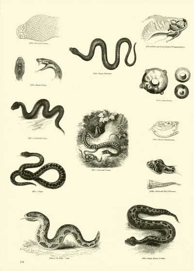Page du Musée Pictural de la Nature Animée - English School