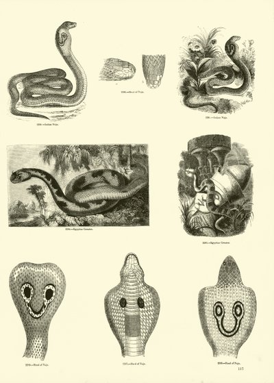 Page du Musée Pictural de la Nature Animée - English School
