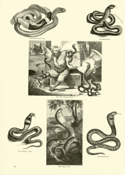 Page du Musée Pictural de la Nature Animée - English School