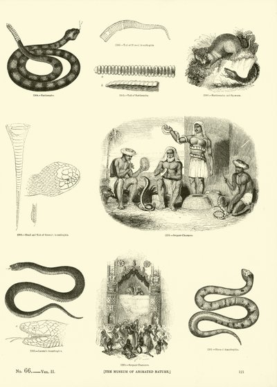 Page du Musée Pictural de la Nature Animée - English School