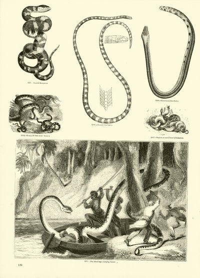 Page du Musée Pictural de la Nature Animée - English School