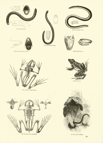 Page du Musée Pictural de la Nature Animée - English School