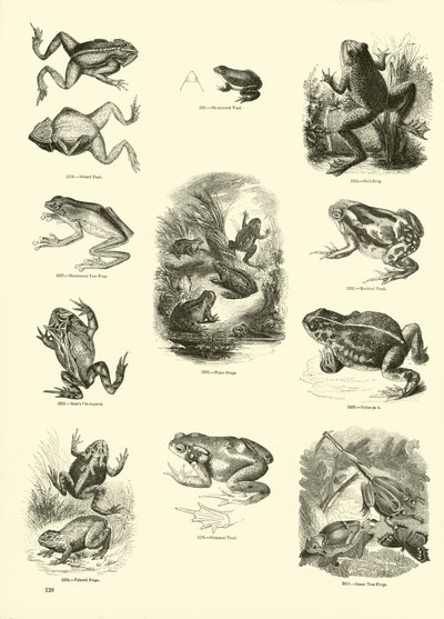 Page du Musée Pictural de la Nature Animée - English School