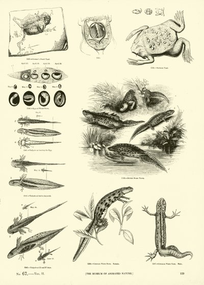 Page du Musée Pictural de la Nature Animée - English School