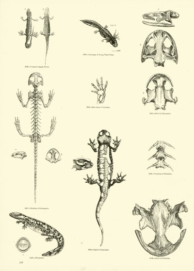 Page du Musée Pictural de la Nature Animée - English School
