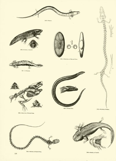 Page du Musée Pictural de la Nature Animée - English School