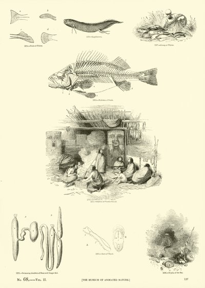 Page du Musée Pictural de la Nature Animée - English School