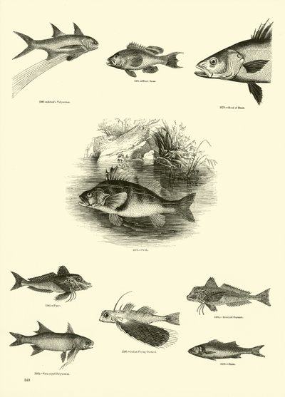 Page du Musée Pictural de la Nature Animée - English School