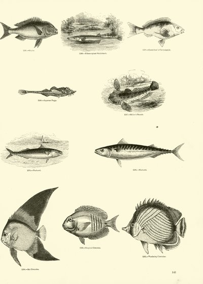 Page du Musée Pictural de la Nature Animée - English School