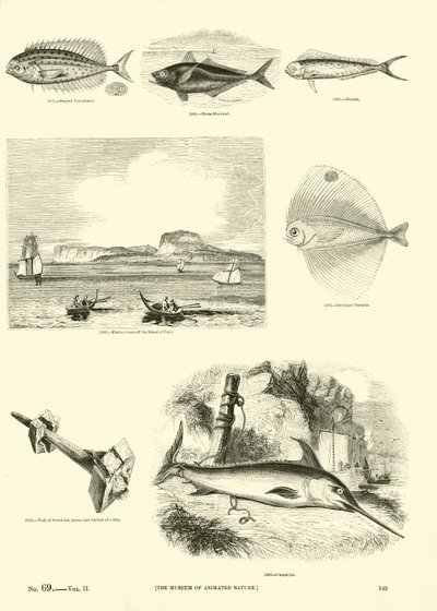 Page du Musée Pictural de la Nature Animée - English School