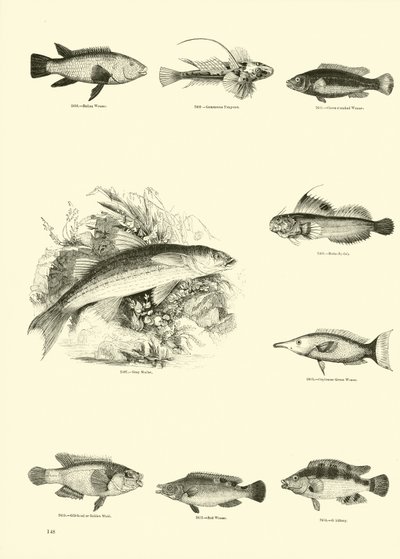 Page du Musée Pictural de la Nature Animée - English School