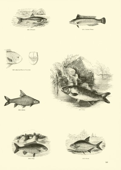 Page du Musée Pictural de la Nature Animée - English School
