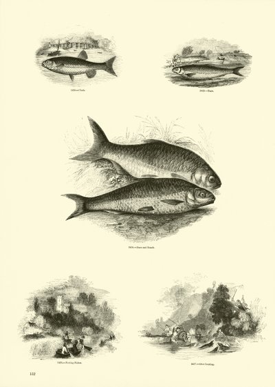 Page du Musée Pictural de la Nature Animée - English School