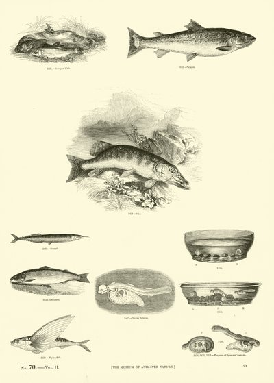 Page du Musée Pictural de la Nature Animée - English School