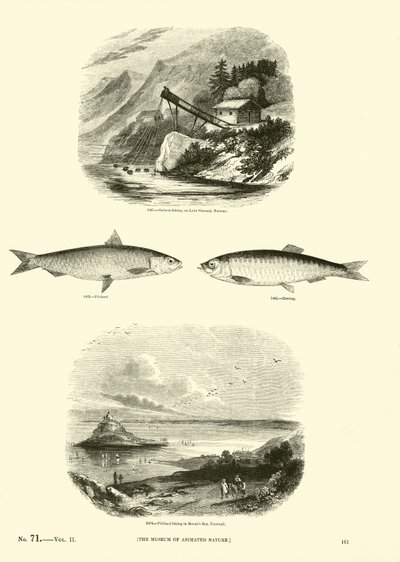 Page du Musée Pictural de la Nature Animée - English School