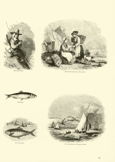 Page du Musée Pictural de la Nature Animée - English School