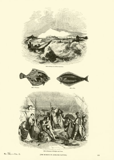 Page du Musée Pictural de la Nature Animée - English School