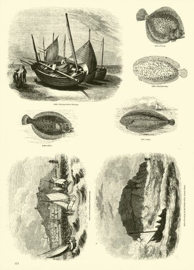 Page du Musée Pictural de la Nature Animée - English School