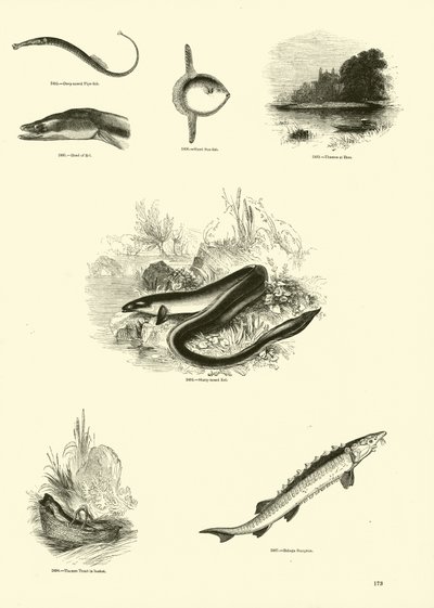 Page du Musée Pictural de la Nature Animée - English School