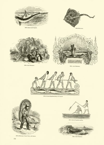Page du Musée Pictural de la Nature Animée - English School