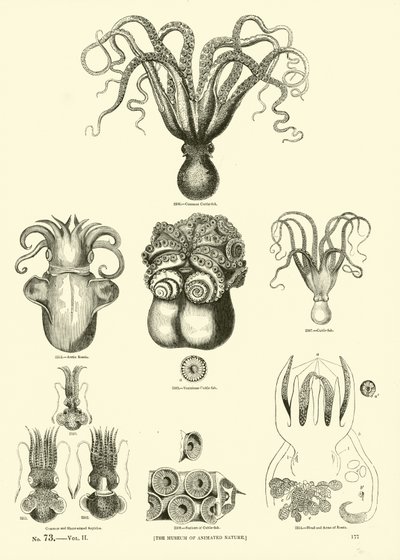 Page du Musée Pictural de la Nature Animée - English School