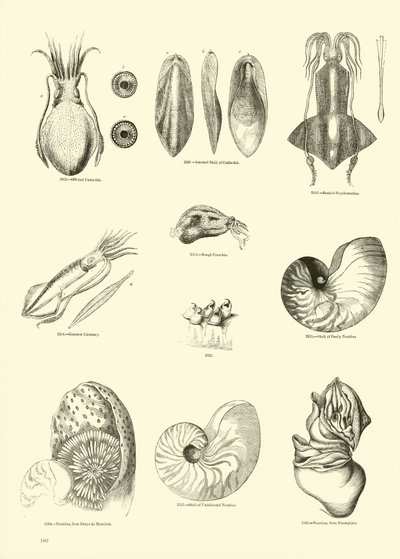 Page du Musée Pictural de la Nature Animée - English School