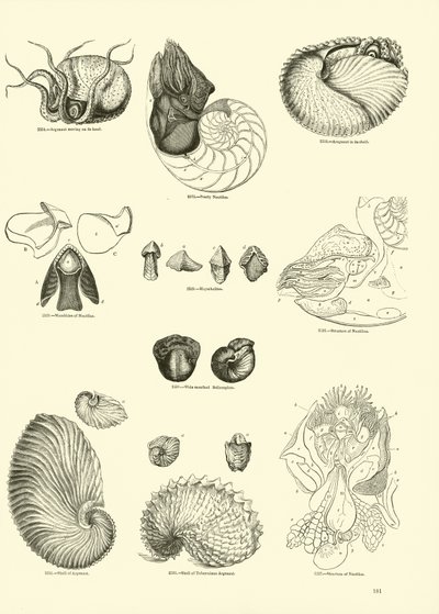 Page du Musée Pictural de la Nature Animée - English School