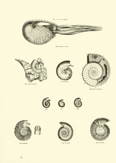 Page du Musée Pictural de la Nature Animée - English School