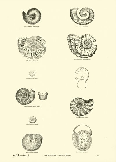 Page du Musée Pictural de la Nature Animée - English School