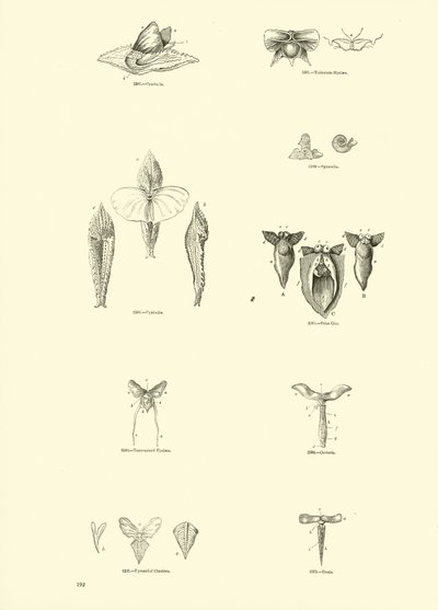 Page du Musée Pictural de la Nature Animée - English School