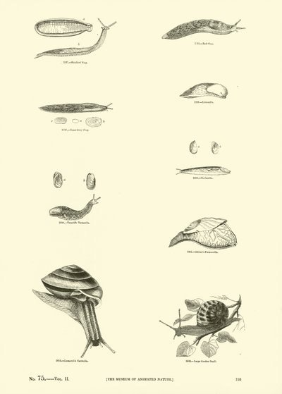 Page du Musée Pictural de la Nature Animée - English School