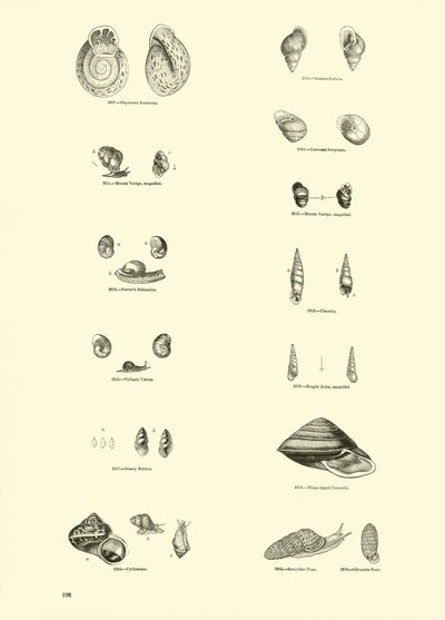 Page du Musée Pictural de la Nature Animée - English School