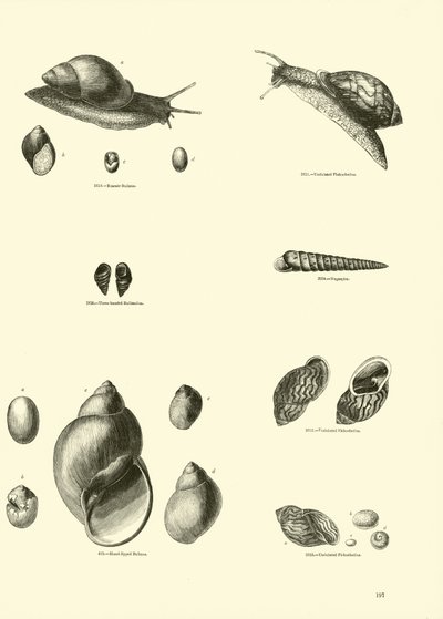 Page du Musée Pictural de la Nature Animée - English School