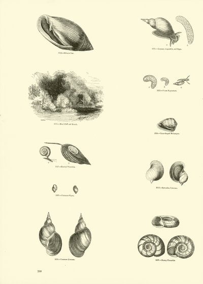 Page du Musée Pictural de la Nature Animée - English School