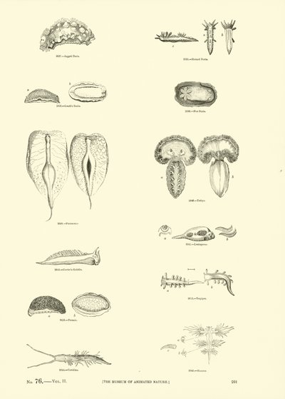 Page du Musée Pictural de la Nature Animée - English School