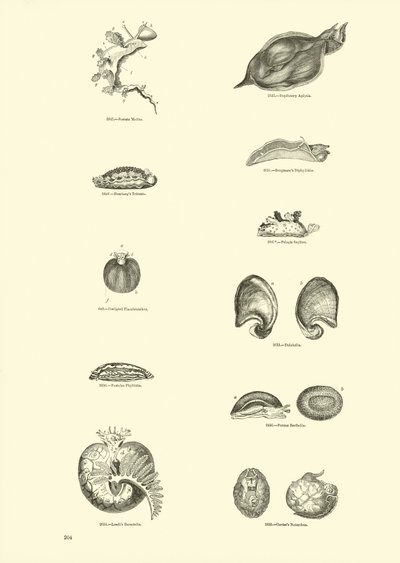 Page du Musée Pictural de la Nature Animée - English School