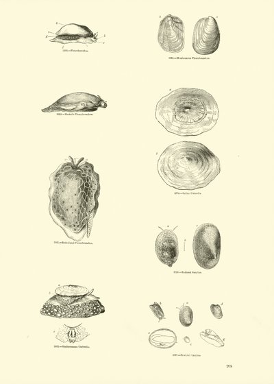 Page du Musée Pictural de la Nature Animée - English School
