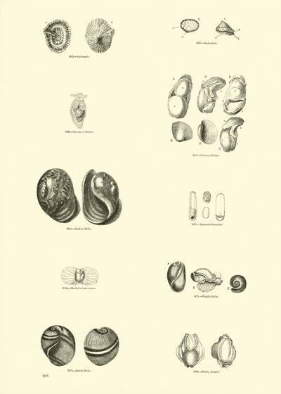 Page du Musée Pictural de la Nature Animée - English School