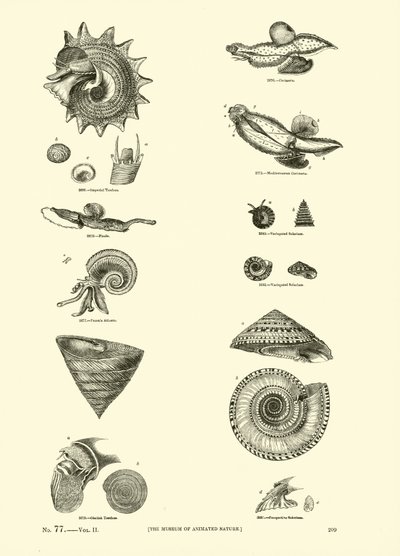 Page du Musée Pictural de la Nature Animée - English School