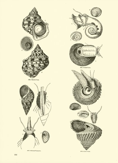 Page du Musée Pictural de la Nature Animée - English School