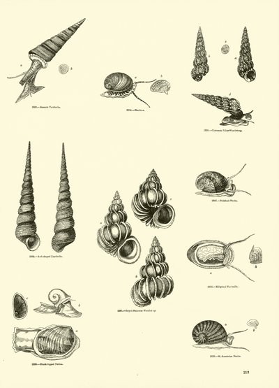 Page du Musée Pictural de la Nature Animée - English School