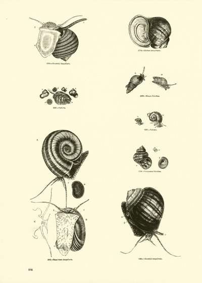 Page du Musée Pictural de la Nature Animée - English School