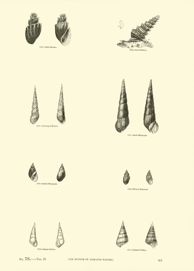 Page du Musée Pictural de la Nature Animée - English School