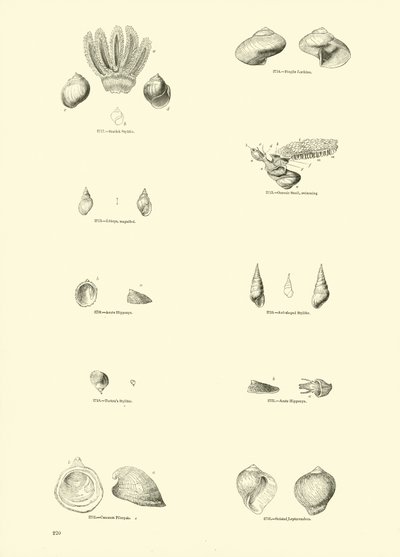 Page du Musée Pictural de la Nature Animée - English School