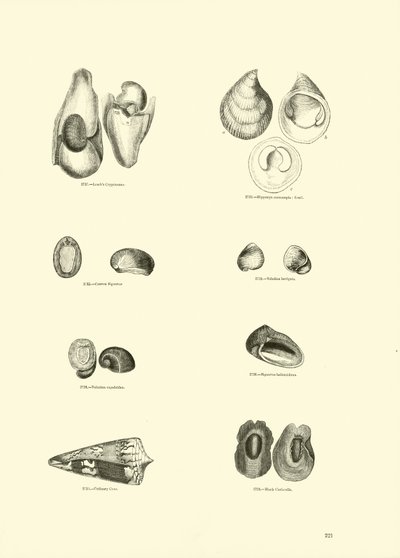 Page du Musée Pictural de la Nature Animée - English School