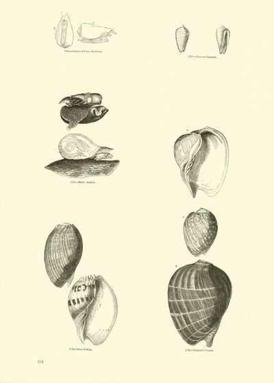 Page du Musée Pictural de la Nature Animée - English School