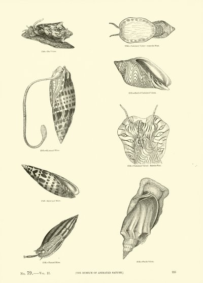 Page du Musée Pictural de la Nature Animée - English School